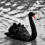 Marcelo Moryan Galeria Preto E Branco 059