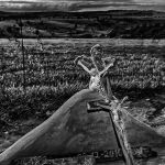 Marcelo Moryan Galeria Preto E Branco 062