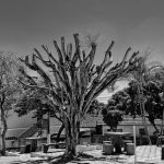 Marcelo Moryan Galeria Preto E Branco 082